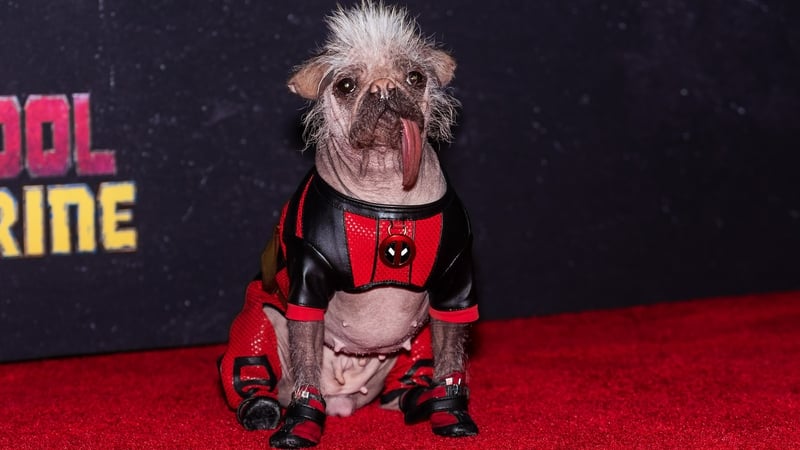 Peggy could not be there in person to accept the award as she was enjoying a holiday with her owner