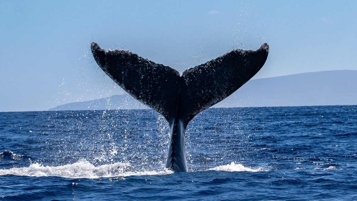 The different ways we can identify animals