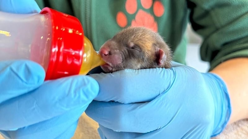 The male fox cub who weighed 120g was found on open green space in Ballyfermot in Dublin (Pic: Kildare Wildlife Rescue)