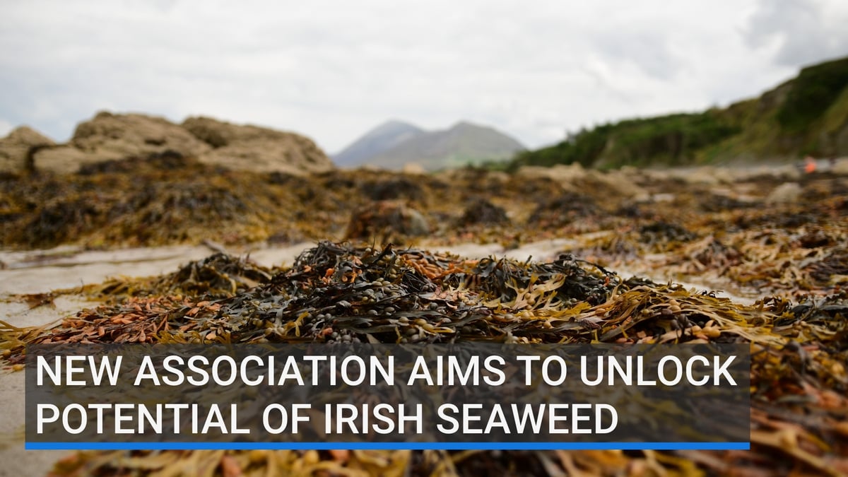 Cainteoirí ó chruinniú na hoíche aréir i Rosmuc faoi chúrsaí feamainne.