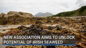 Cainteoirí ó chruinniú na hoíche aréir i Rosmuc faoi chúrsaí feamainne. show image