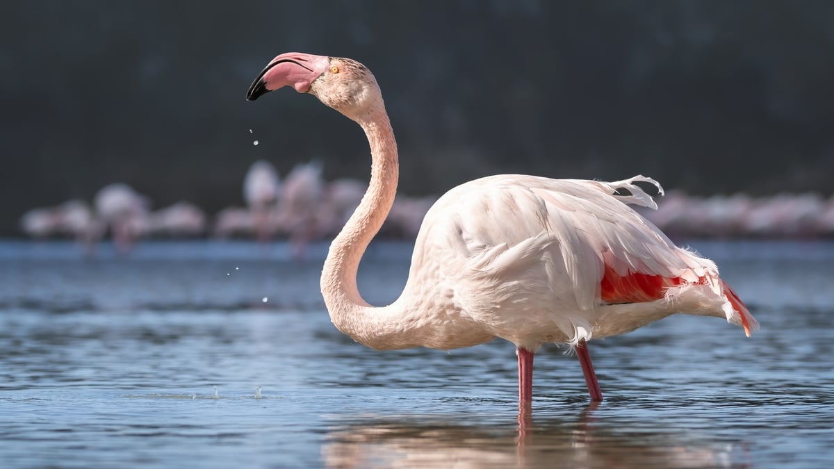 Mooney Goes Wild Monday 3 March 2025