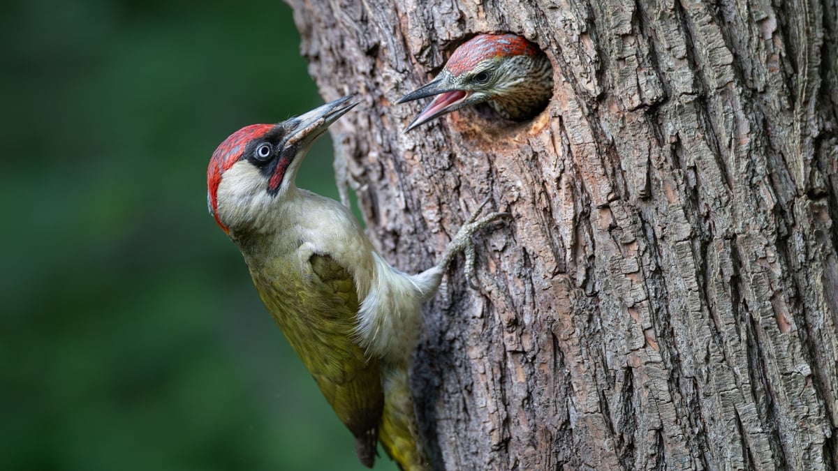 Mooney Goes Wild Monday 17 February 2025