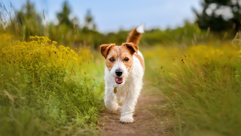 William Smith who is Clinical Director of City Vets in Waterford said a small dog such as a 5kg terrier 'eating even one daffodil bulb will cause quite serious effects'