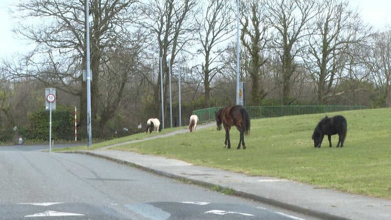 Roaming horses have become an increasingly problem in certain areas of Limerick city and county