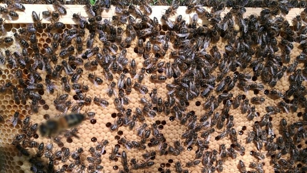 The native bee has a genetic make-up unique to Ireland where it has evolved to cope well with cooler temperatures and rain