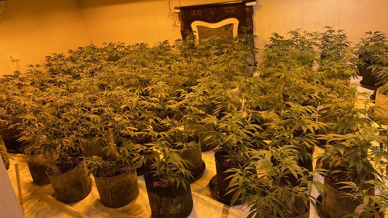 Police raided a cannabis factory in Hillsborough, where they seized 150 plants