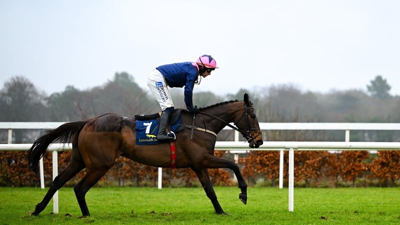 Kopek Des Bordes is one of the strongest contenders of the week for Willie Mullins