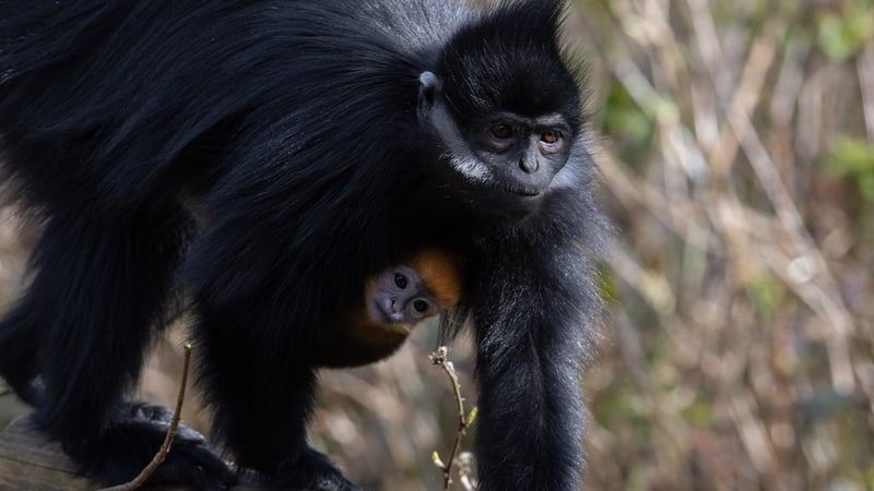 Mother Mei carries her new arrival at Fota Wildlife Park