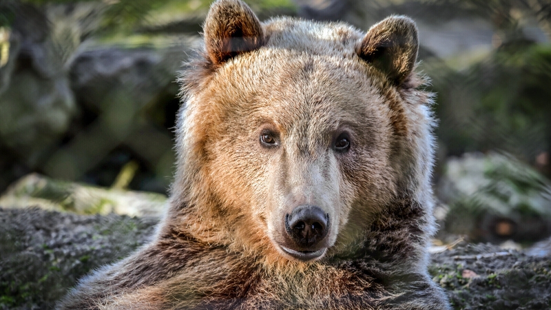 Boki had been suffering from seizures before his surgery (Credit: Dave Butcher - Wildwood Trust)