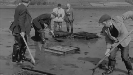 Planting clams at Rostellan in Cork Harbour, 1970