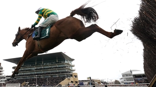 Dinoblue impressed in the Mares' Chase
