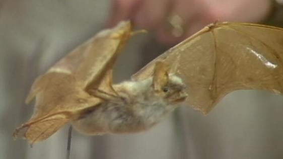 Bat (1990)