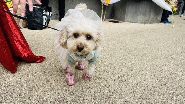 A small dog looking quite fetching ahead of Galway's St Patrick's Day parade