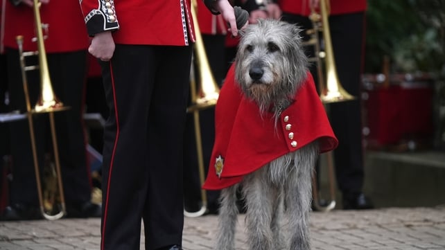 Turlough Mór, or Seamus, attends the Irish Guards' parade in London fulfilling the role of the Irish Wolf Hound regimental mascot