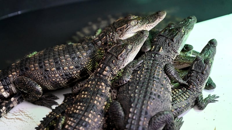 Newly-hatched baby Siamese crocodiles at the Siamese Crocodile Breeding Facility in Phnom Tamao zoo in Cambodia's Takeo province