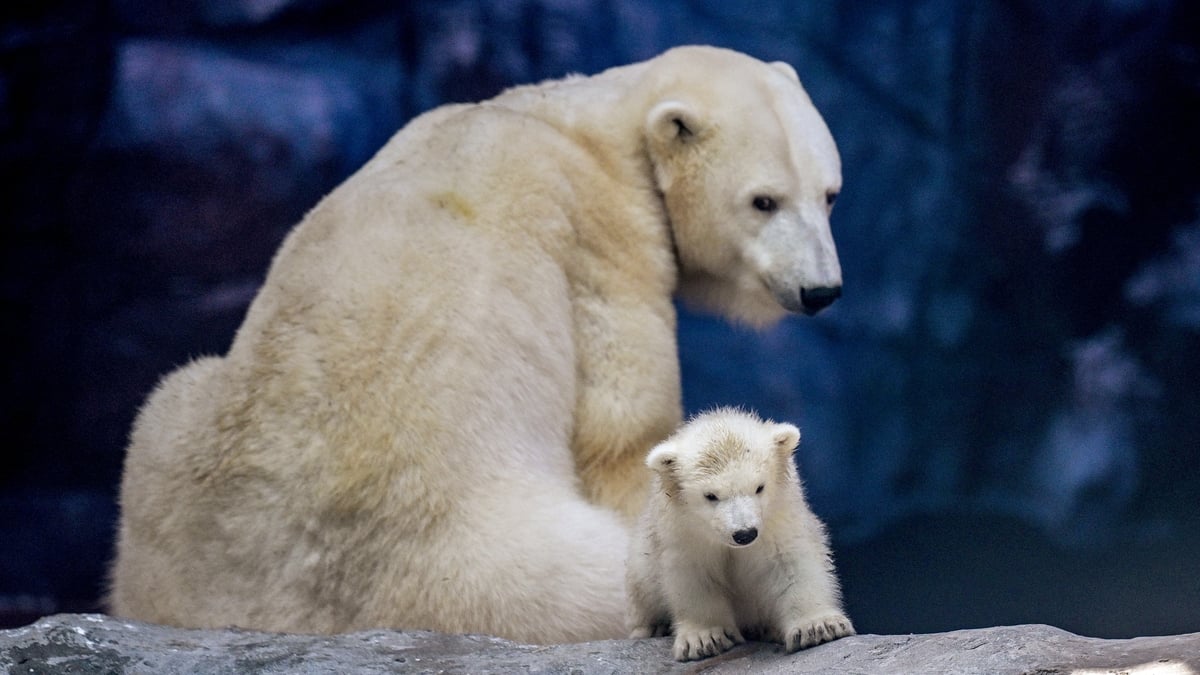 Mooney Goes Wild Monday 17 March 2025