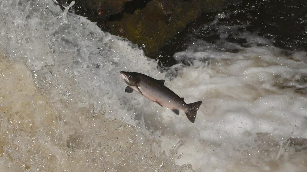 Swimming Upstream: one man’s fight to save the Atlantic wild salmon