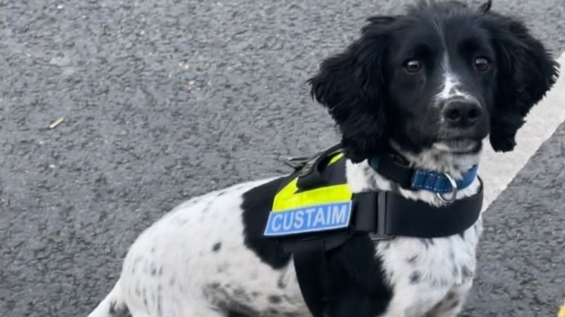 Detector dog Jasper helped to discover illegal drugs