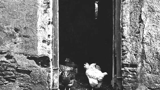 Hens at barn door (1980)