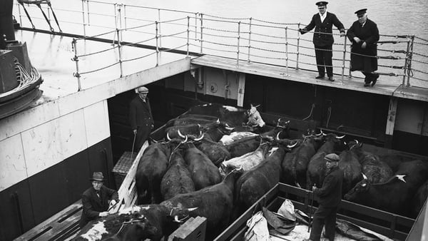 Cattle being loaded aboard the SS Slieve More, the fastest cross-channel cargo steamer of its time, to transport livestock from Dublin to Holyhead. Photo: © Hulton-Deutsch Collection/CORBIS/Corbis via Getty Images