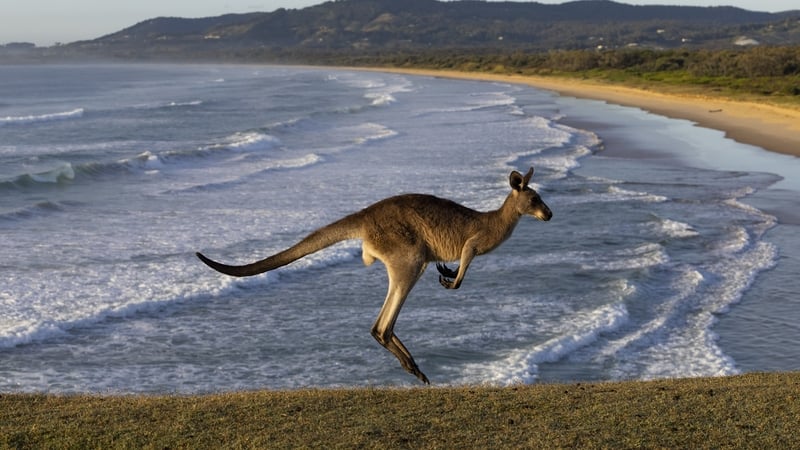 Kangaroos and closely related wallabies are the only large animals to hop upright on two legs