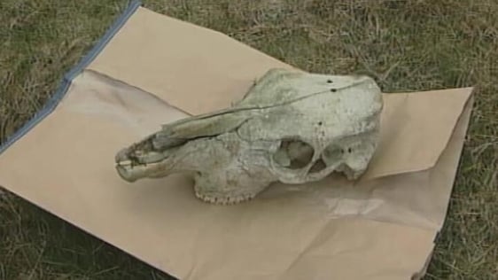 Shergar's Remains?