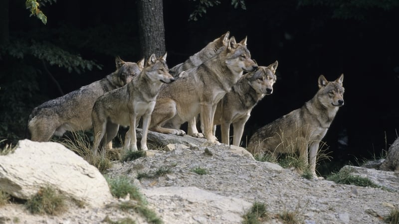 Many European countries have reported an increase in wolf populations (stock pic)