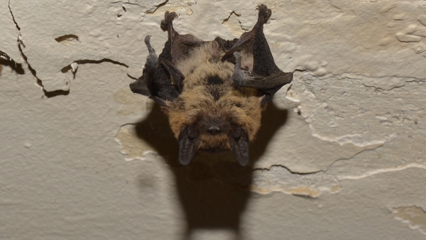 A Leisler's Bat clinging to a ceiling by its feet (stock image)