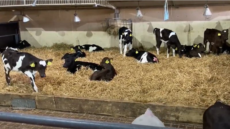 If it's spring, it's calving season on the farm. Photo: Teagasc