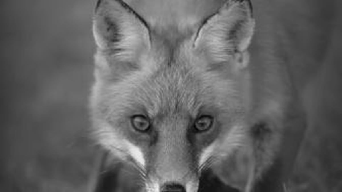 Making History by Brian Friel