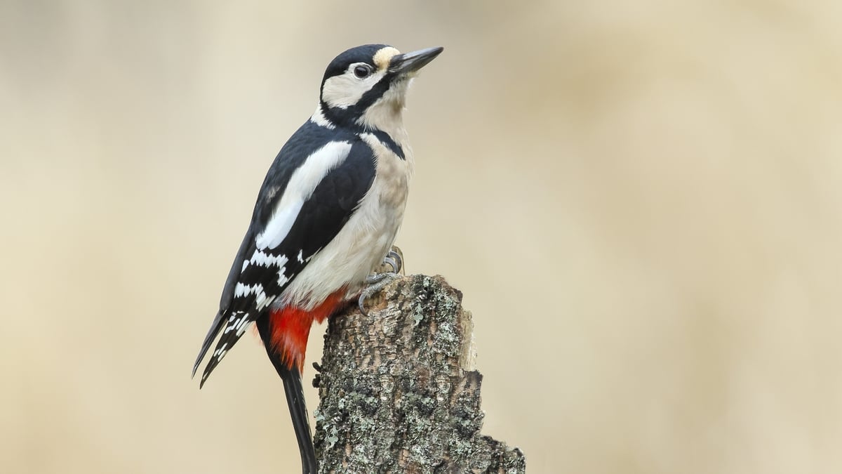 Mooney Goes Wild Monday 24 March 2025