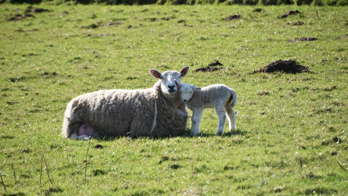 No Sleep, More Sheep