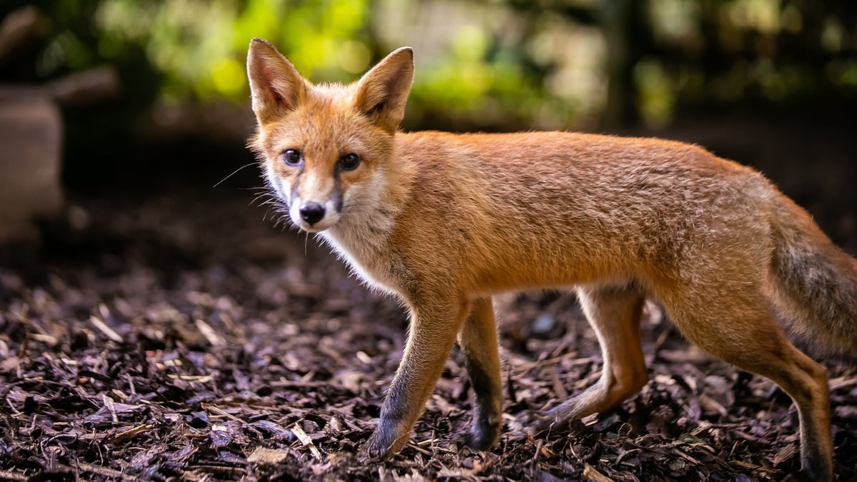 Foxhunting - an outdated blood sport or a 'rural pursuit'?