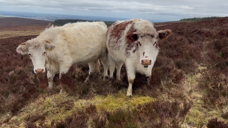 The IFA said delays in payments are causing hardship to farmers