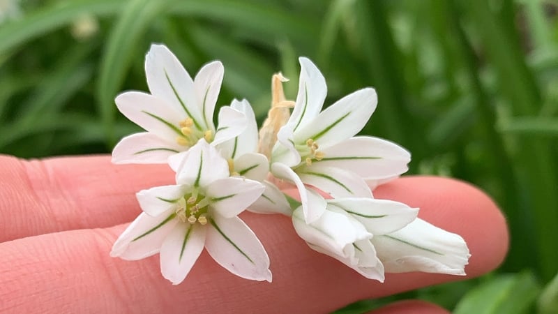 Glaschreamh - gairleog fhiáin.