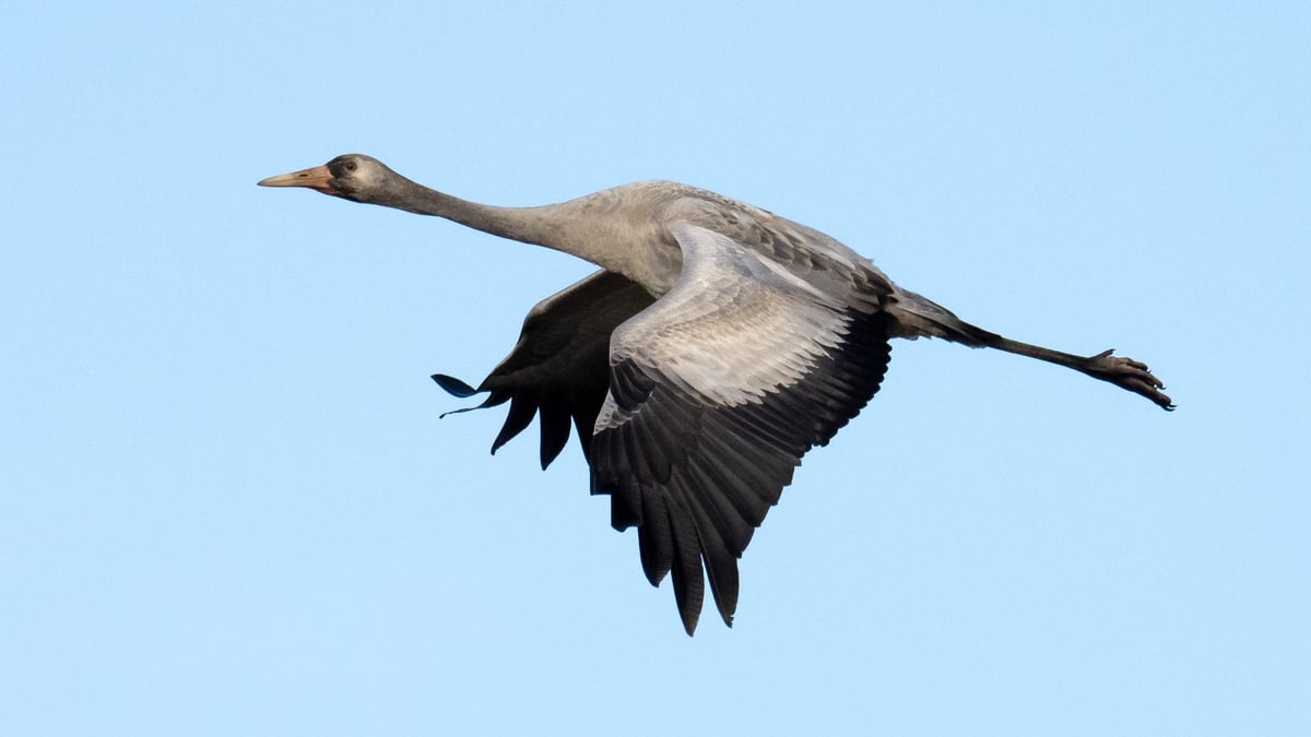 Mooney Goes Wild Monday 31 March 2025