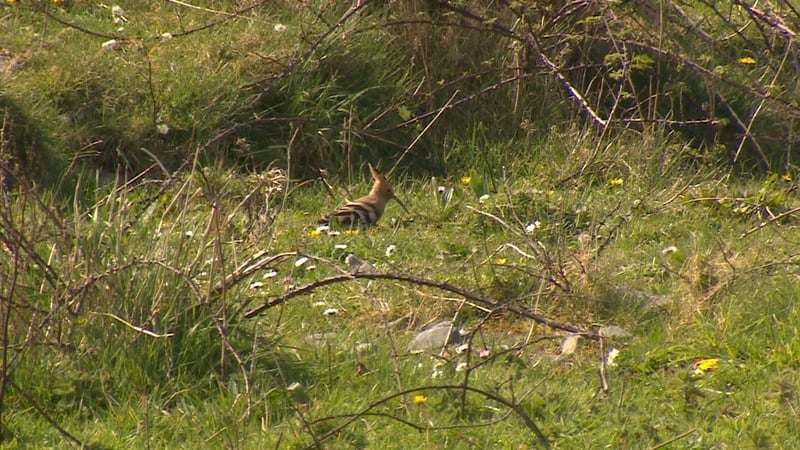 San Afraic agus i ndeisceart na hEorpa a bhíonn an húpú ach tagann corr-cheann go hÉirinn gach bliain.