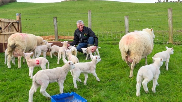 Peter McGee said the lambs, and the two ewes, 'are doing very well' (Pics: Siobhán McGowan)