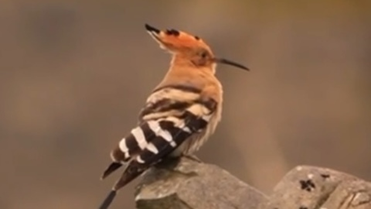 Máirtín Mac Innreachtaigh, Cairde Éanlaith Éireann.