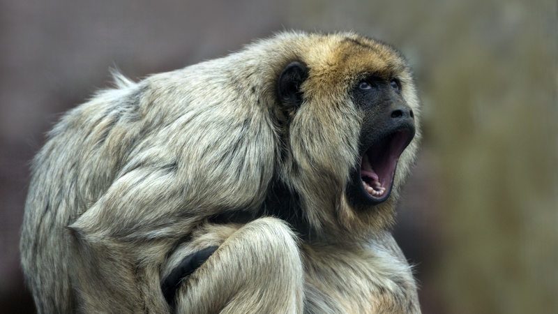 The study saw researchers record and study the calls of various monkeys