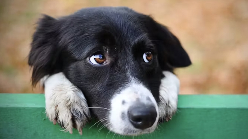 You just think you know what I'm thinking. Photo: SakSa/Shutterstock