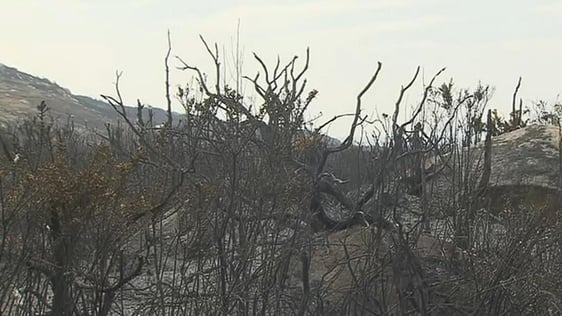 Impact of bog fire, Moycullen (2010)