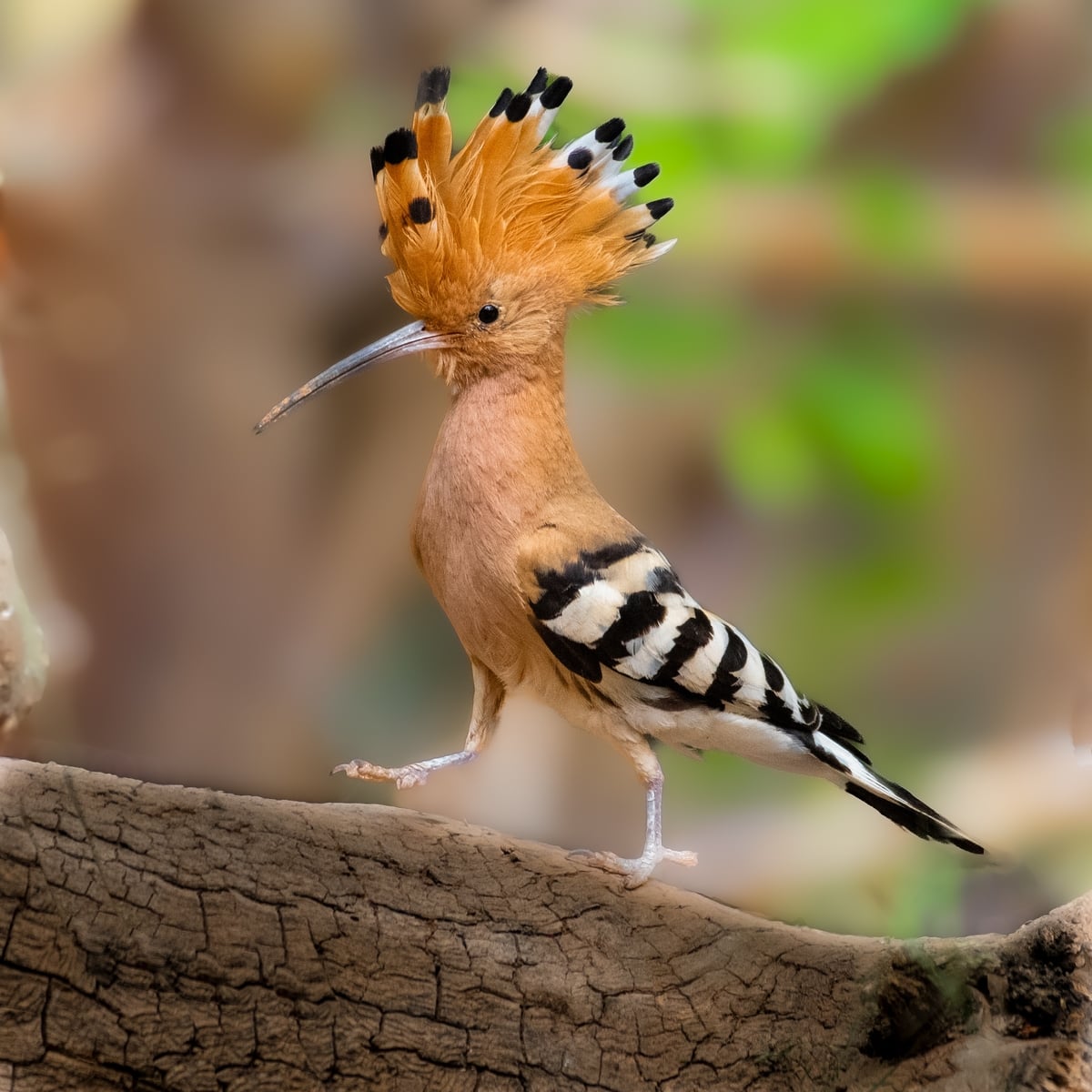 The Hoopoe