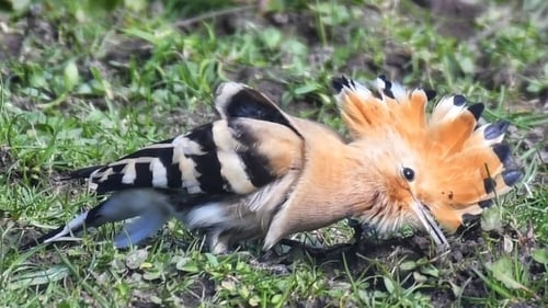 Vinny Hyland spotted an African Hoopoe in Kerry last week (Image: Vinny Hyland)