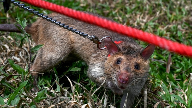 A trained rat searches for landmines and unexploded ordnances as part of a demonstration at an exhibition in Cambodia in 2024