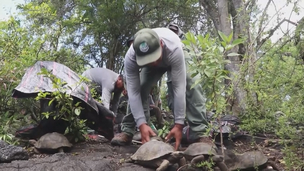 The tortoises, aged between four and five years, had to reach a weight of 2kg and a size of 30cm before being released