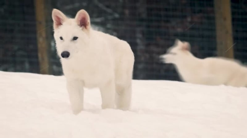 Colossal released footage yesterday which it said featured 'dire wolf' adolescent cubs Romulus and Remus