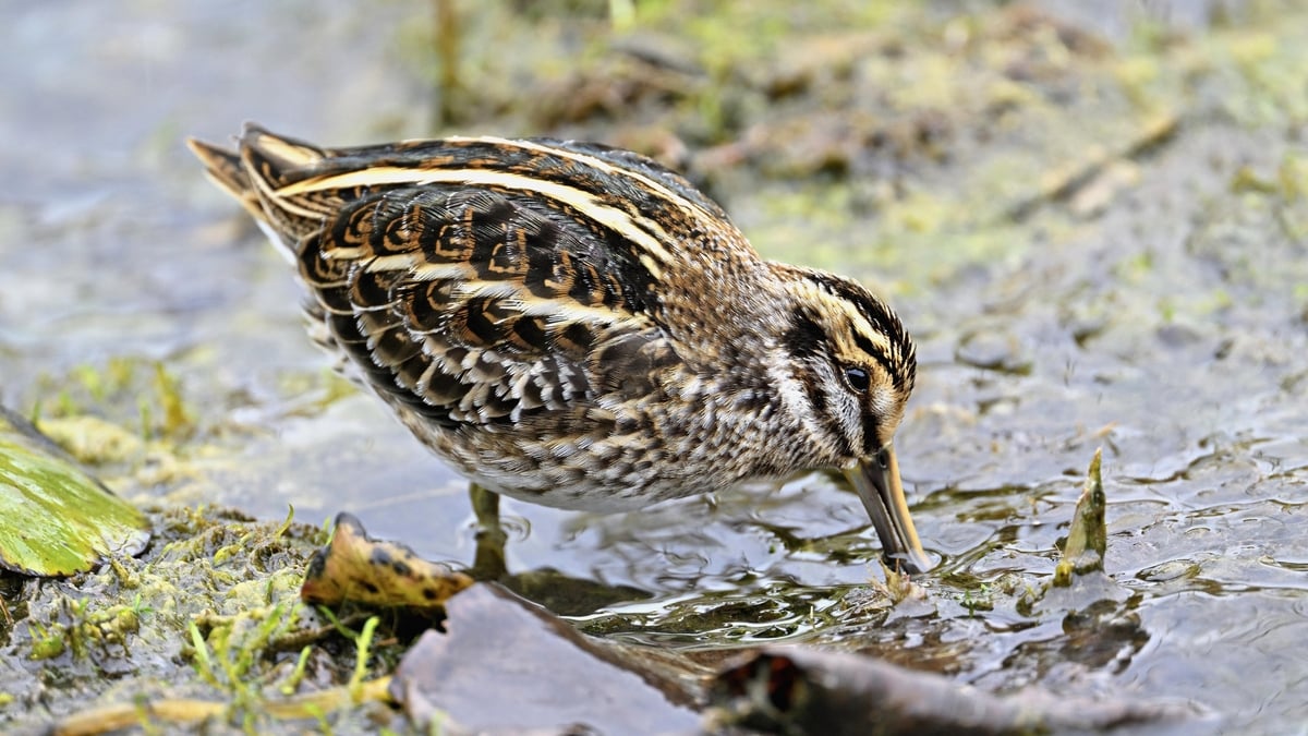 Mooney Goes Wild Monday 7 April 2025