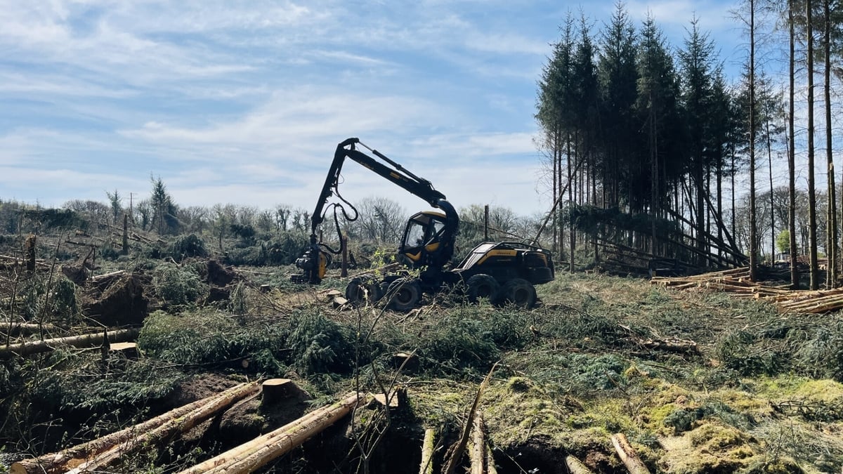 Forestry owners advised how to deal with Éowyn damage